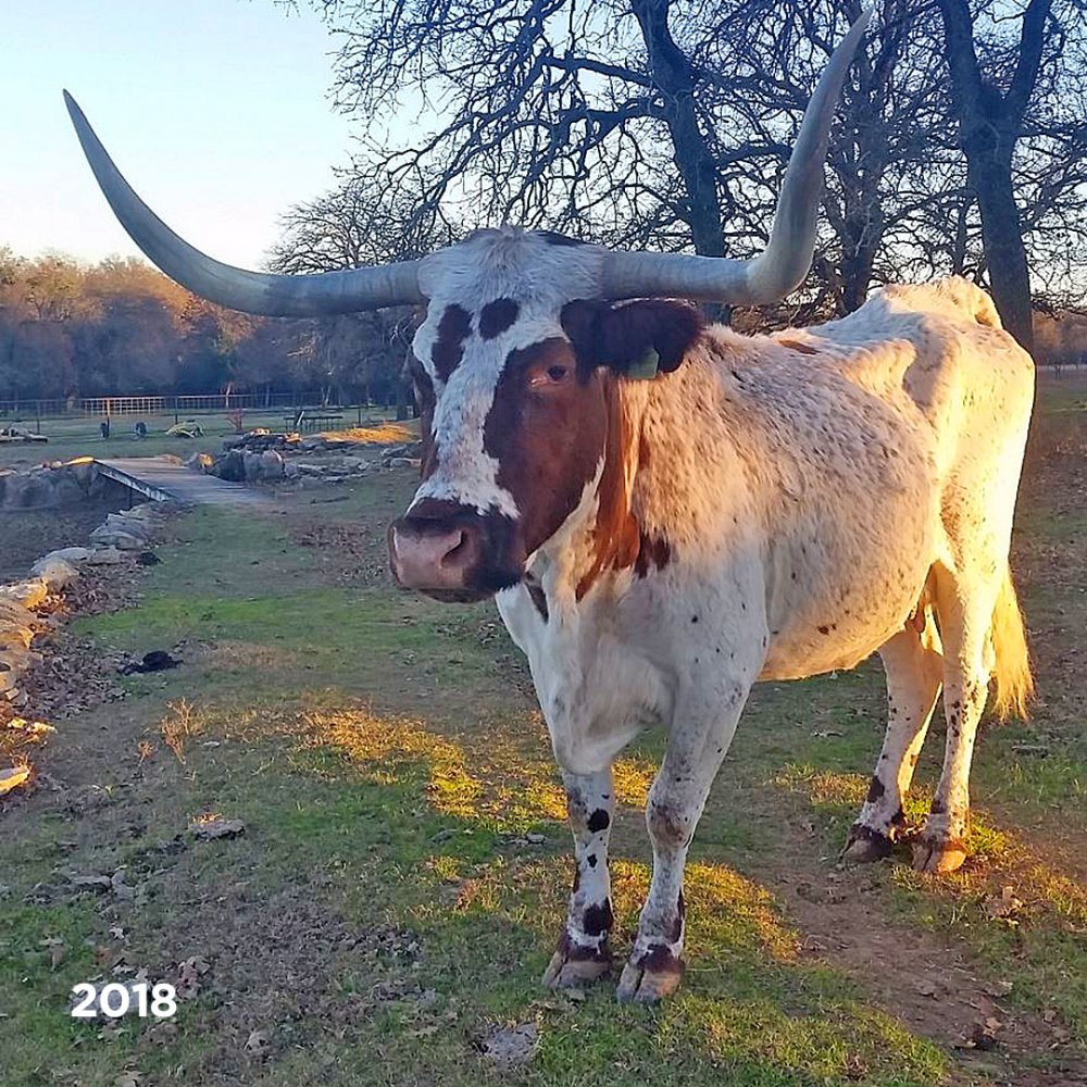 21-Year-Old Show Cow